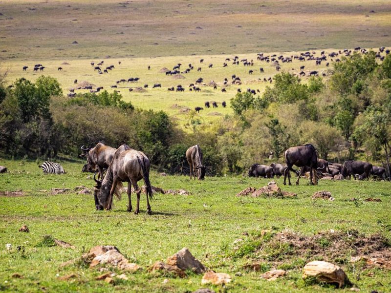 A large herd of wildebeest graze in a green grass field in the Mara Triangle Conservency, Kenya Africa during the annual migration seeason