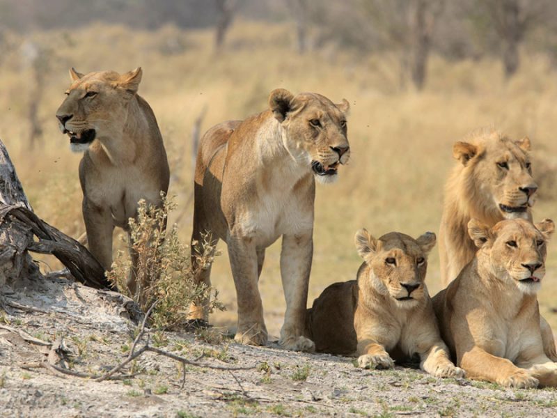 BOTSWANA- Lionesses with young male. (Photo credit: National Geographic Channels/Symbio Studios)