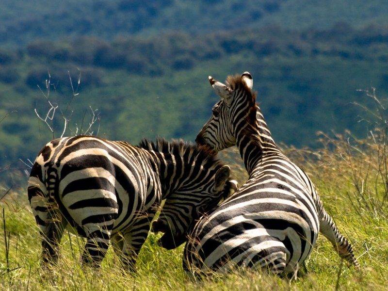 Two zebras fighting in the Ngorongoro Crater, Tanzania